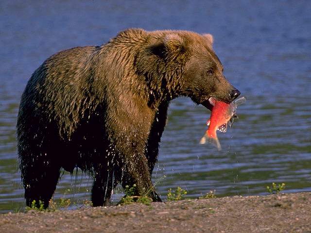 Grizzly Bear2-Caught-Sockeye Salmon.jpg