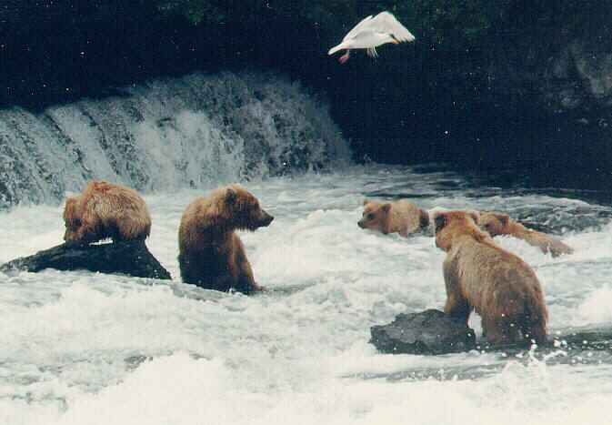 Grizzly Bears3-Water Fall-White Glaucous Gull.jpg