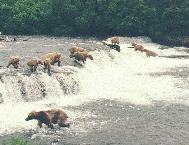 Grizzly Bears4-Water Fall-Line Up.jpg