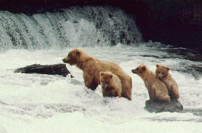 Grizzly Bears5-Mom and three Babies-Water Fall.jpg