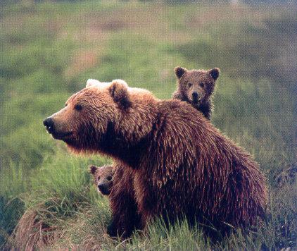 lj Alaska\'s Brown Bears.jpg