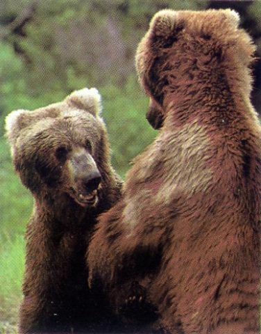 lj Alaskan Brown Bears.jpg