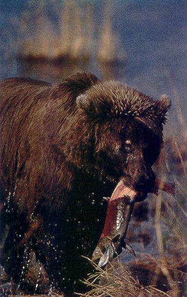 lj Brown Bear\'s Autumn Catch-Katmai NP Alaska.jpg
