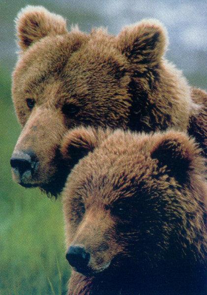 lj Daniel J. Cox Brown Bears.jpg