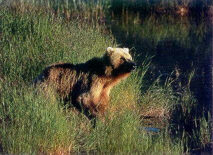lj Gary Alt Brown Bear-Brooks River Katmai NP Alaska.jpg