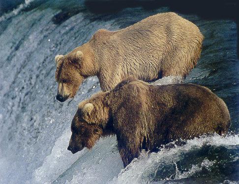 lj GaryAlt Brown Bears Fishing For Sockeye-Brooks Falls Katmai NP Alaska.jpg