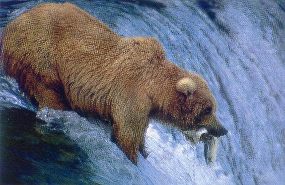 lj Philip Greenspan Bear Fishing.jpg