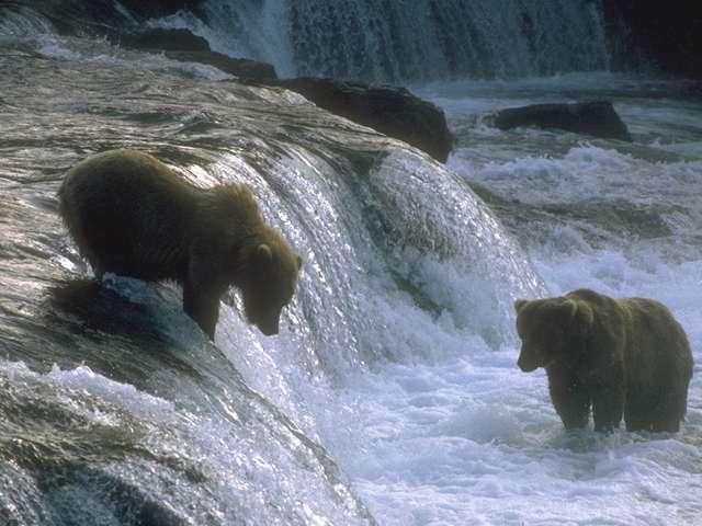 Photo289-2 Grizzly Bears-Bath-Waterfall.jpg