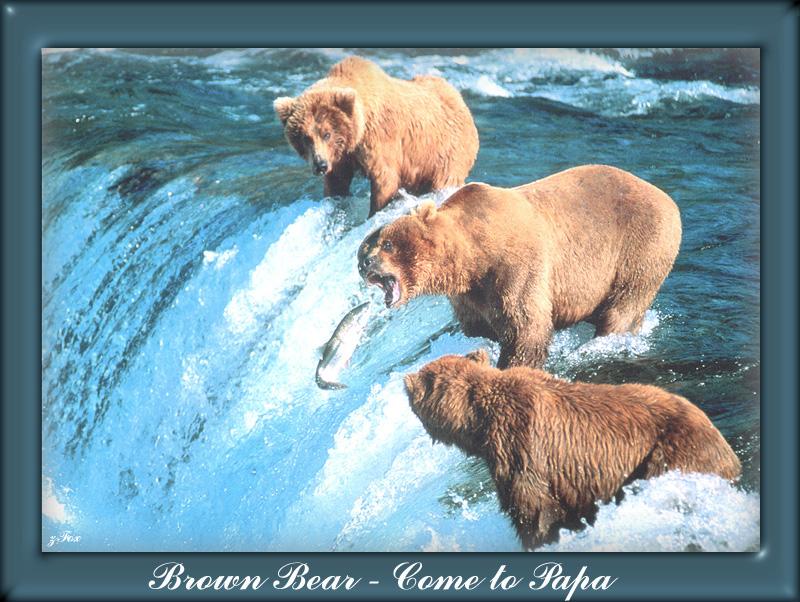 zfox wildlife 02 01 brown bear come to papa.jpg