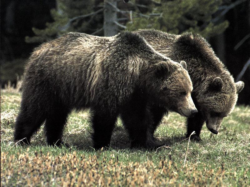 2 Grizzly Bears.jpg