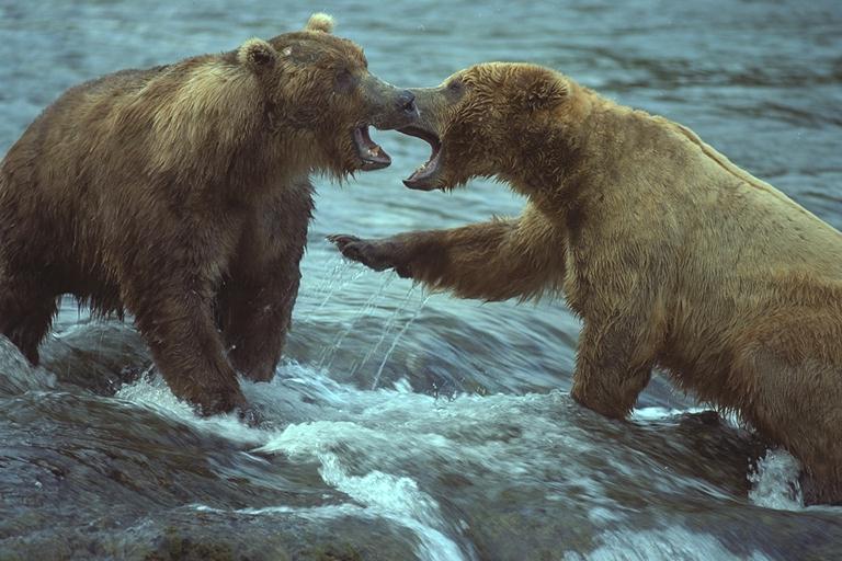 2 Grizzly Bears-Fighting-In Stream.jpg