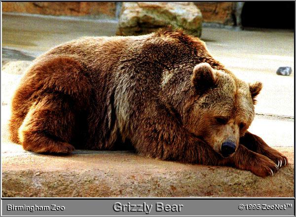 bear BirminghamZoo.jpg