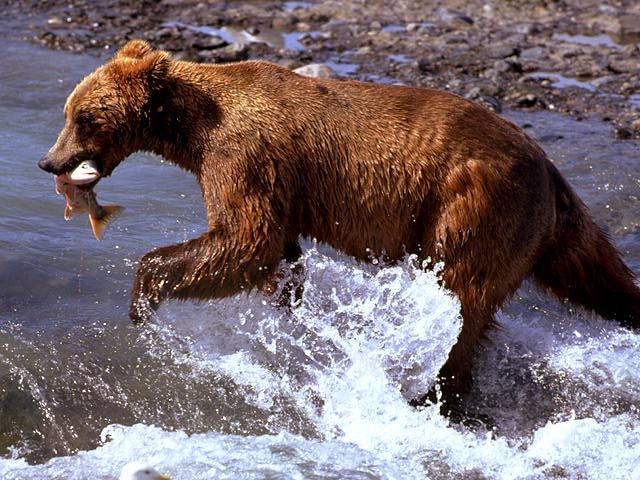 bearfish-Grizzly Bear-caught a salmon.jpg