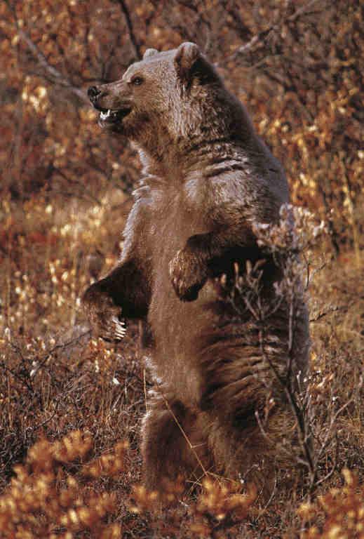 bear-grizzly1.jpg