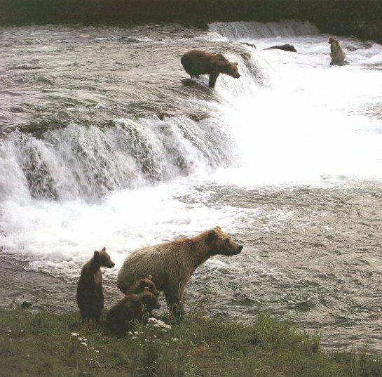 gbear 00-Grizzly Bears-waiting in water fall.jpg
