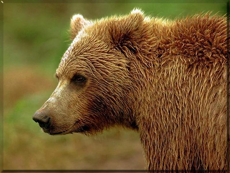 Grizzley Bear AK004-Closeup.jpg
