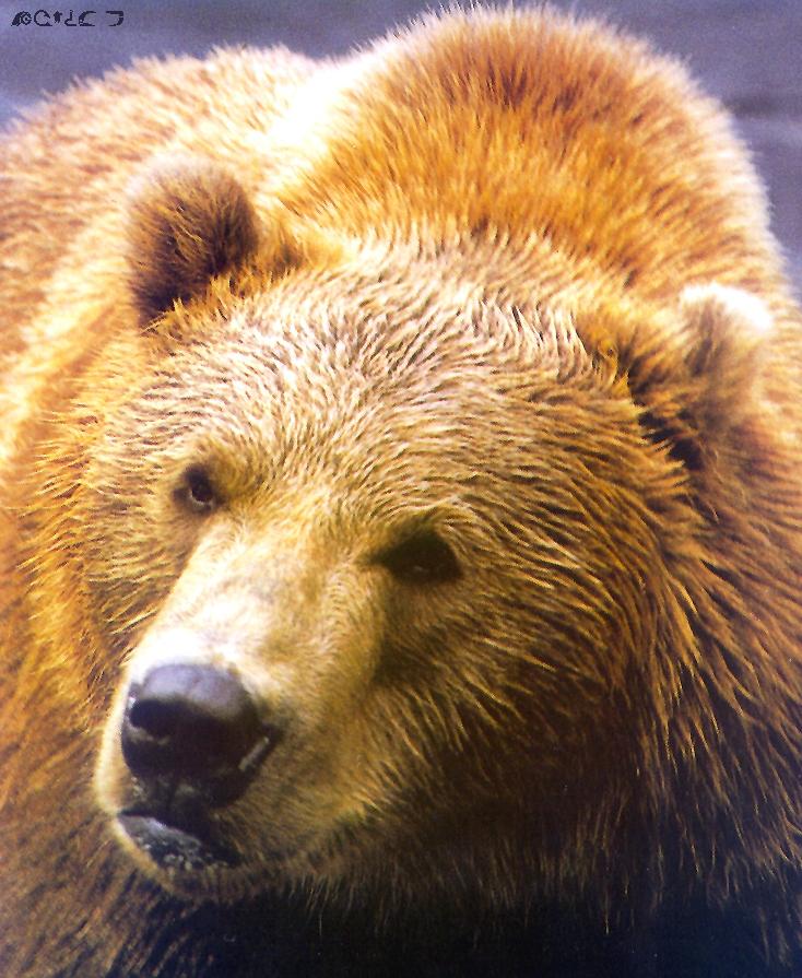 Grizzly Bear-face closeup.jpg