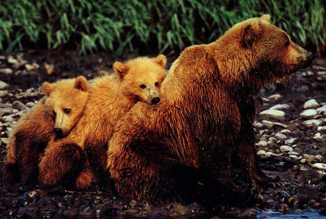 Grizzly bears-Family-Mom and 2 babies.jpg