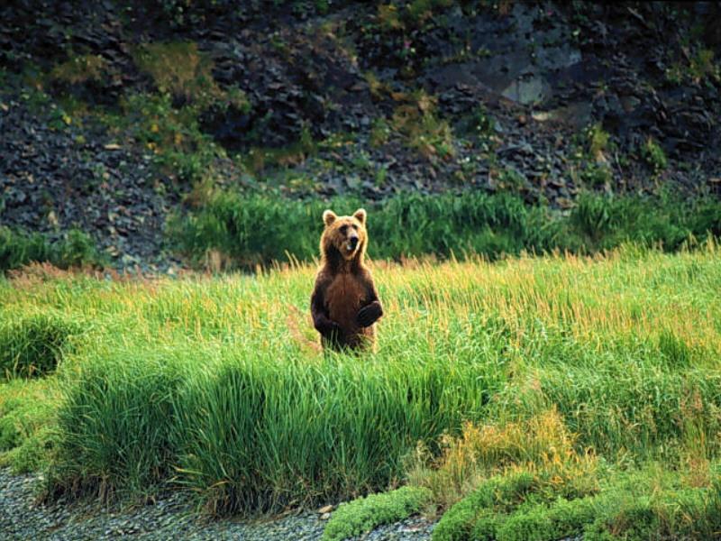 Grizzly standing in grass.jpg