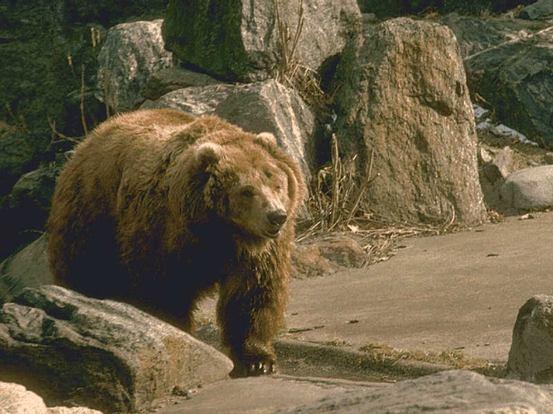 Grizzly Bear 01-Among Rocks.jpg