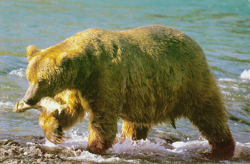 Grizzly Bear Salmon Fish in mouth ab.jpg