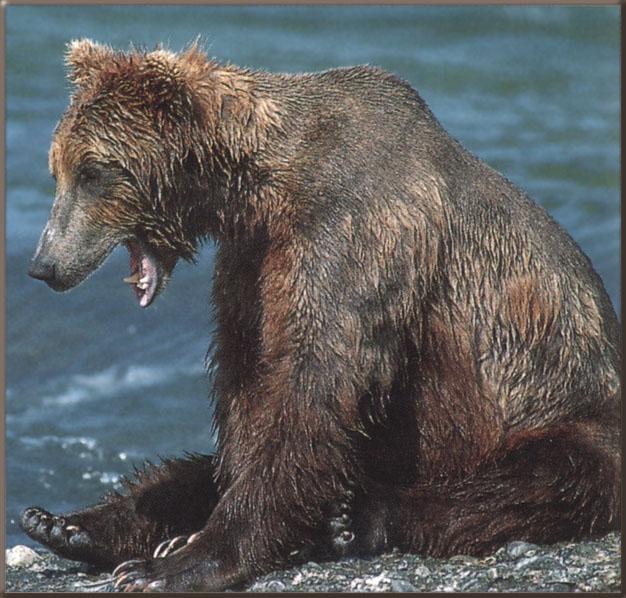 Grizzly Bear 52.jpg
