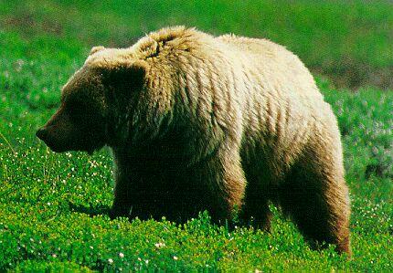 Grizzly Bear-Walking On Grasshill.jpg