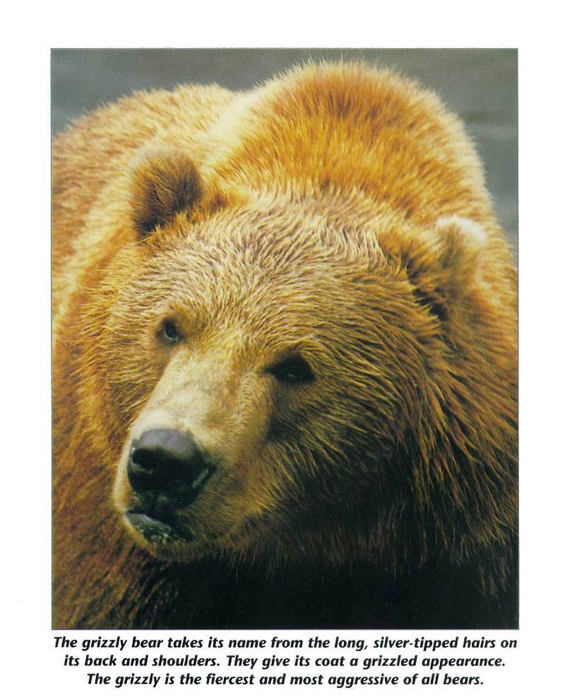 mammal10-Grizzly Bear-face closeup.jpg