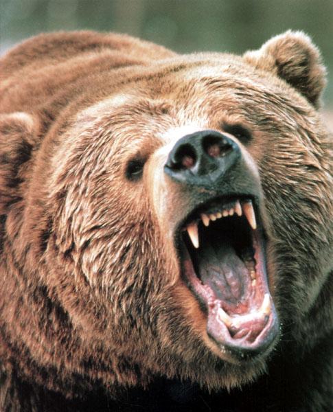 WE0698 Grizzley-1 Grizzly Bear snarling face closeup.jpg
