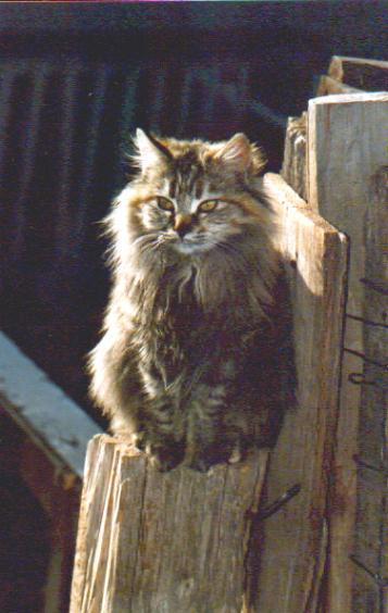ATT00008-Domestic Cat-sitting on fence log.jpg