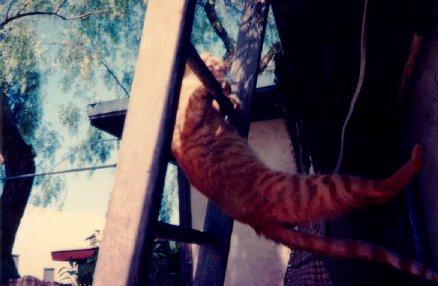 Boopbe Cat 3-Climbing Ladder.jpg