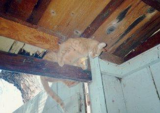 Boopbe Cat 4-Beyond Ceiling.jpg