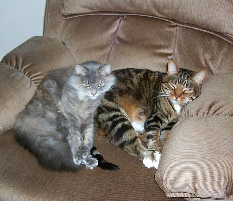 Buds-Gray House Cats-resting on sofa-by Joel Williams.jpg