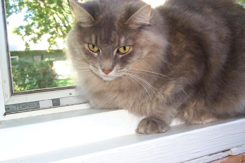 Buttons906a-Gray House Cat-by Joel Williams.jpg