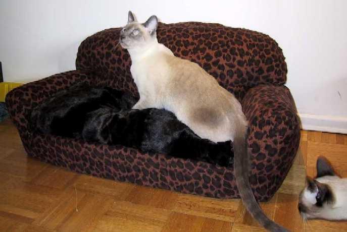 Cat Sofa with Kitty.jpg