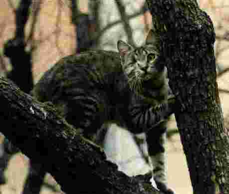Cat-On Tree-Missy.jpg