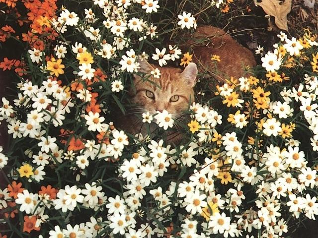 Daisy Cat-Brown House Cat-hidden in flower garden.jpg