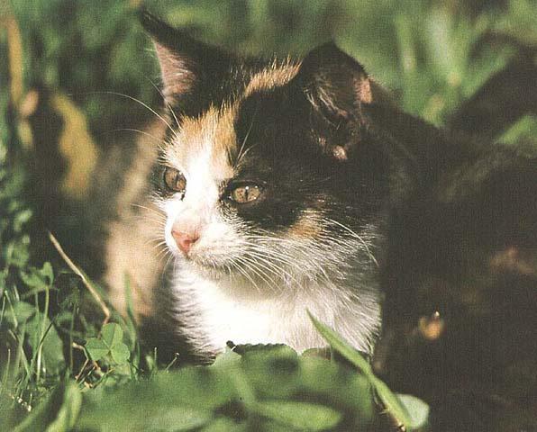 Domestic Cat-04.jpg