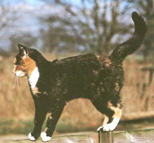 Domestic Cat-05.jpg