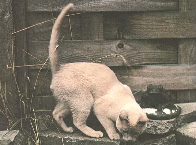 Domestic Cat-18.jpg