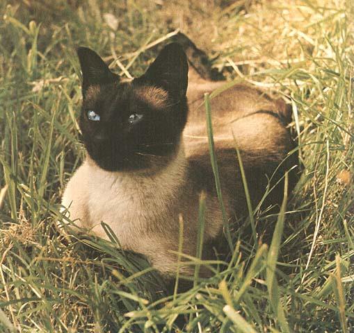 Domestic Cat-35.jpg