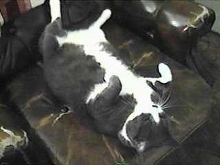 Domestic Cat-sleepin.jpg
