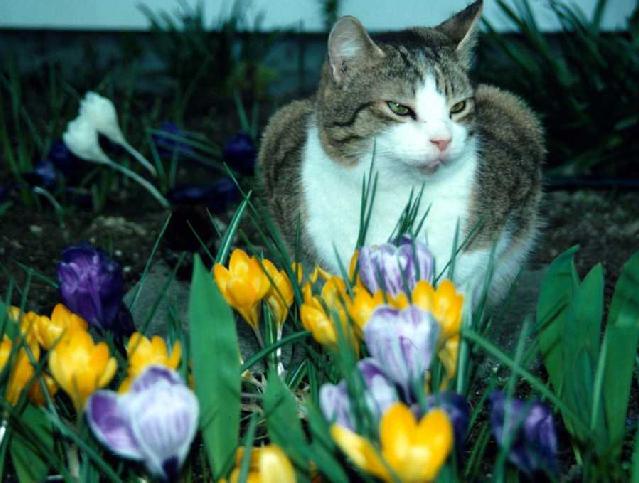 high cat-In Flower Garden.jpg