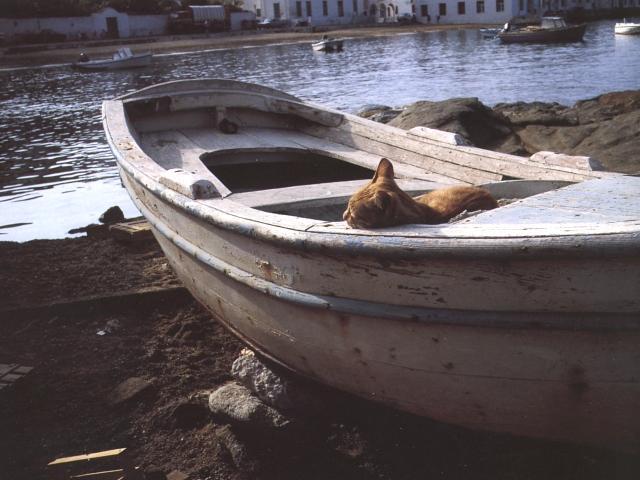 House Cat sun1-in boat.jpg