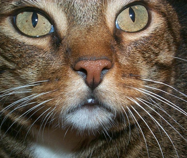 MMMug-Micky-House Cat-face closeup-by Joel Williams.jpg