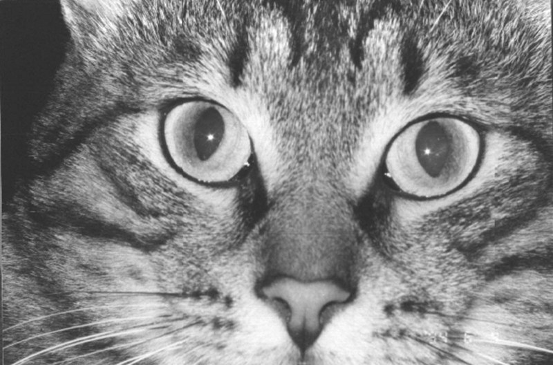 My Domestic Cat-Eyes-Closeup.jpg