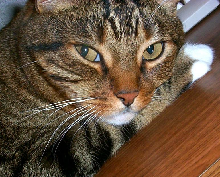 MyMick-Domestic Cat-face closeup-by Joel Williams.jpg