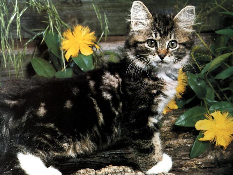 Ouriel - Chat - 0041-Domestic Cat-in garden.jpg