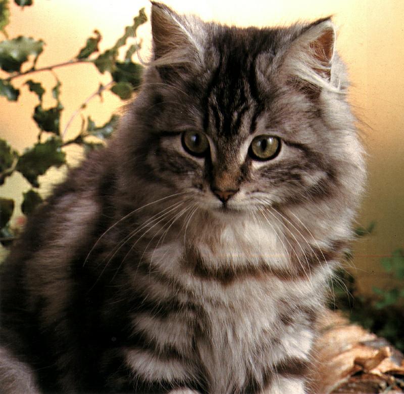 Ouriel - Chat - D006-Domestic Cat-face closeup.jpg