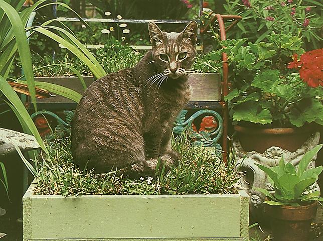 sit-garden-Domestic Cat.jpg